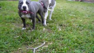 BLue and Gray Pitbull wwwtitanbluepitbullscom [upl. by Kramlich140]