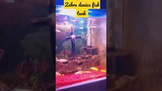 Zebra Danio fish tankshort  youtube short💥💥🐟🐟😍😍 [upl. by Gnourt]