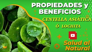 LOCHITA ó CENTELLA ASIÁTICA🌱 Propiedades y Beneficios  Dr GRACIAN RONDÓN [upl. by Hanavas268]