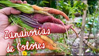 Cómo sembrar ZANAHORIAS de COLORES en tu HUERTO en CASA [upl. by Allen]