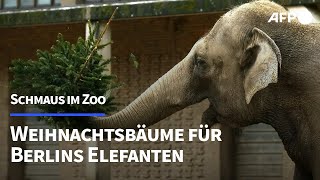 Verspätete Bescherung Weihnachtsbäume für Berliner Zootiere  AFP [upl. by Anegal]