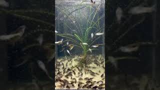 My Corydoras go WILD for the live baby brine shrimp corydoras catfish fishbreeding [upl. by Purpura881]