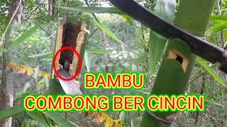 VIRAL ‼️ ADA BAMBU COMBONG BERCINCIN🙄🙄 [upl. by Hellman]