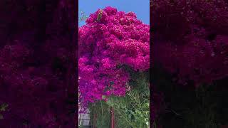 Plant ID  Paperflower or Bougainvillea Bougainvillea spectabilis 😍 [upl. by Birdella229]