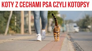 KOT CZY PIES RASY KOTÓW Z CECHAMI PSA [upl. by Epilef]