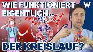 Unser Blutkreislauf So fließt das Blut durch Deinen Körper  Körperkreislauf vs Lungenkreislauf [upl. by Sama]