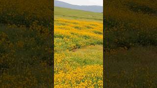 Kaas Plateau Yellow Flowers October 2024 [upl. by Lune]