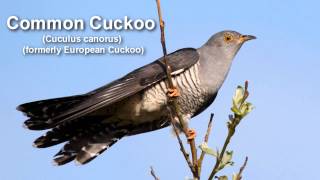 Cuckoo  Common Cuckoo Bird Call BIRDSONG [upl. by Nina344]