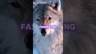 🐺5 amazing facts about wolves🐺 [upl. by Forta]