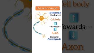 Neuronal transport anterograde retrograde neuron csirnetjrf csirnet lifescience [upl. by Milissa]