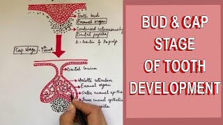 Development of Tooth  Part 1 Initiation Bud and Cap stage of Tooth development [upl. by Roderica]