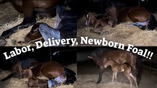 Horse Birth Mare’s Labor Foaling and Newborn Foal [upl. by Darnok677]