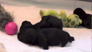 Scottish Terrier Matties Puppies  The Second Week [upl. by Aiuqcaj]