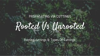 Rooted vs Unrooted cuttings  Rooting cuttings  Types of cuttings [upl. by Omrellug280]