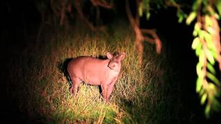 Tapir in the Pantanal  Projeto Onçafari [upl. by Walt]