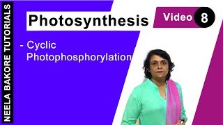 Photosynthesis  NEET  Cyclic Photophosphorylation  Neela Bakore Tutorials [upl. by Juan]