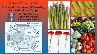 Basics of Postharvest Physiology for Horticultural Crops  Dr Diaa ElAnsary [upl. by Alec614]