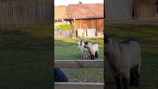 goatanimalZiegenbock Streicheleinheiten [upl. by Llerrod]