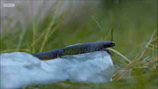 Great Crested Newts on Cities Natures New Wild 2019 [upl. by Atinal]