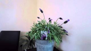 Lavender resurrection in 3 hours [upl. by Eilagam]