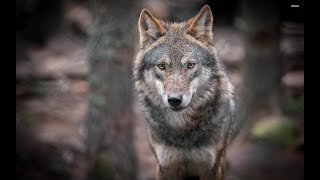 Wild Italy  Il ritorno del lupo in Italia Documentario [upl. by Itsirhc]