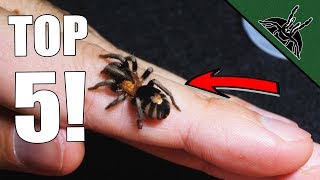 Top 5 MUST HAVE Tarantulas Beginner friendly list [upl. by Gerius]