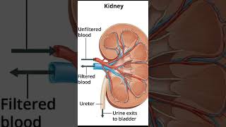 Diagram of kidney  Structure and parts of kidneyFunctioning of Kidneycbsebo cfcard ki [upl. by Ahsiam613]