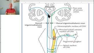 Anatomy of CNS Module in Arabic 2024 Pathway of sensations from the head Dr Wahdan [upl. by Kiki]