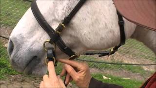 LightRider Bitless Bridle How To Adjust the Chinstrap [upl. by Ime]