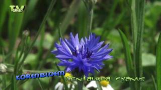 korenbloem  centaurea cyanus  cornflower [upl. by Mazonson519]