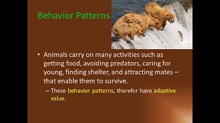 complex behaviour patterns [upl. by Malti]