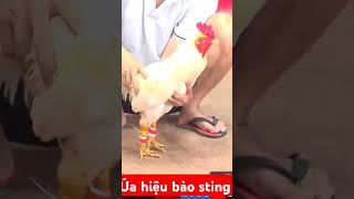 Đẳng cấp Bảo sting ngày 9102024baosting shortvideo [upl. by Anin]