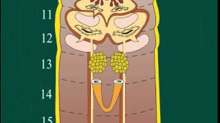 Understanding the Reproductive System of Earthworms [upl. by Kristian]