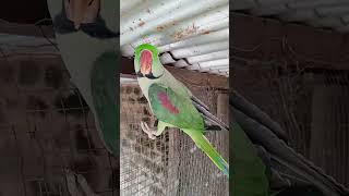 Raw green parrot talking birdvideoshortsviral [upl. by Dygal367]