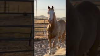 The American quarter horse 😎 horse equestrianlife horselovers animals alternativehorsemanship [upl. by Graniela]