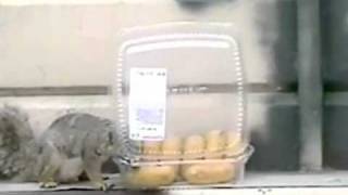 Squirrels Love Donuts Too PetTube [upl. by Ahders]