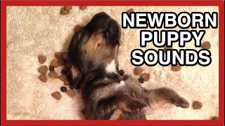 COMPILATION OF NEWBORN PUPPY SOUNDS crying whining and sweet noises [upl. by Yttam148]