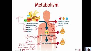 What is Metabolism What is anabolism and catabolism [upl. by Relyks]