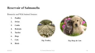 Salmonella typhi [upl. by Jacquenetta]