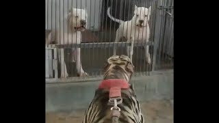 DOGO ARGENTINO PUPPIES BARKING [upl. by Margot]