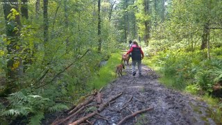 weerterbos wandeling van 66 km [upl. by Luamaj]