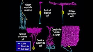 EmbryologyNeurology  Neurogenesis Animation [upl. by Kerge512]