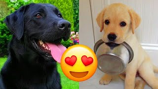 Labrador Retriever — Adorable And Hilarious Videos And Tik Toks Compilation [upl. by Ainer293]