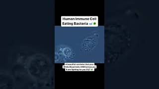 Human Immune Cell Eating Bacteria microbiology [upl. by Joashus350]