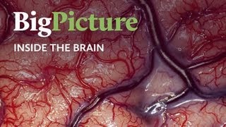 Inside the Brain  A Big Picture film for the Wellcome Trust [upl. by Derron66]