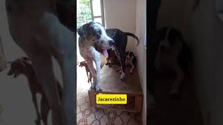 Cachorros AUmigos do Albergue pets doglover [upl. by Artamas998]