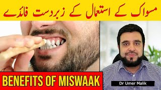 Miswak Ke Faide Miswak Ki Fazeelat Benefits of Miswak Miswak k Faidy Miswak Ke Fawaid in Urdu [upl. by Aubyn]