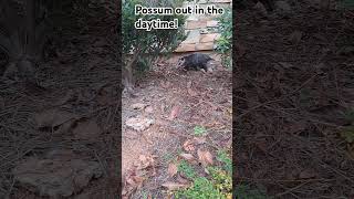 Possum in Smyrna Georgia [upl. by Eenor796]