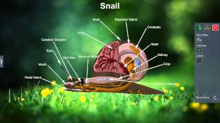 Snail [upl. by Sanborne]