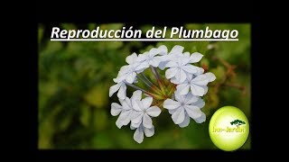 Como reproducir PLUMBAGOSCuidados del Plumbago CELESTINA JAZMIN DE CIELO [upl. by Iona]